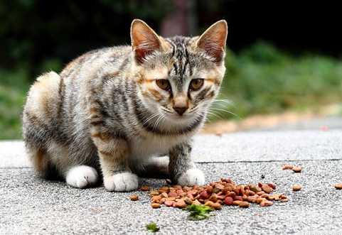 折耳猫吃哪个牌子的猫粮好