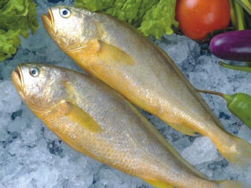 野生黄花鱼多少钱一斤