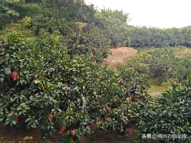 沙田柚种植技术和管理