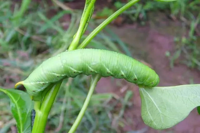 养豆虫赚钱吗？