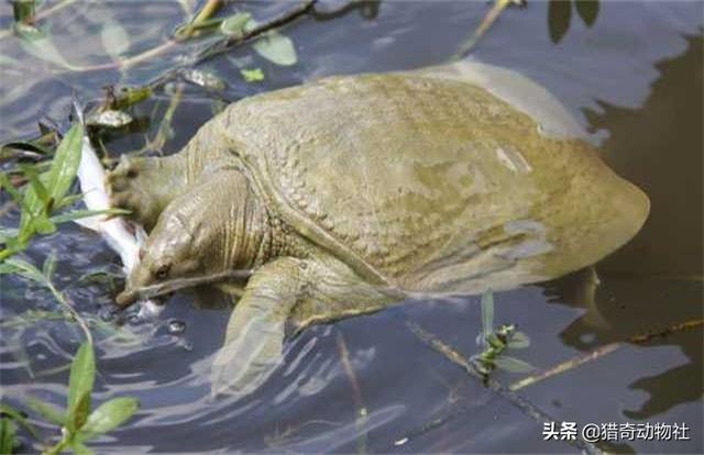 野生甲鱼冬天藏在哪里