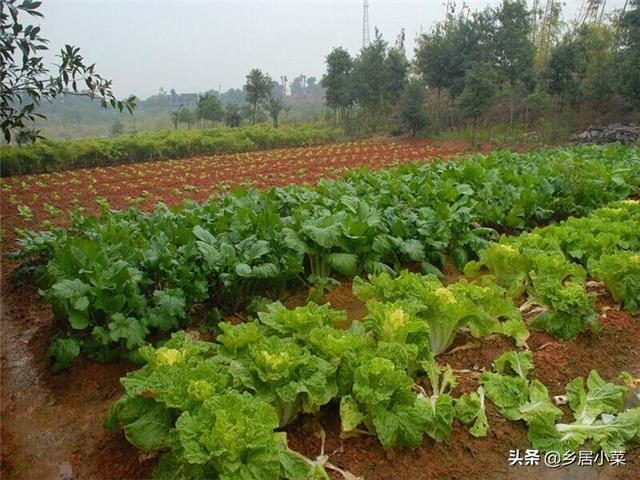 农村种植蔬菜从几月份开始种？