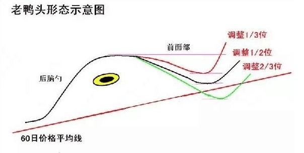 老鸭头形态图解