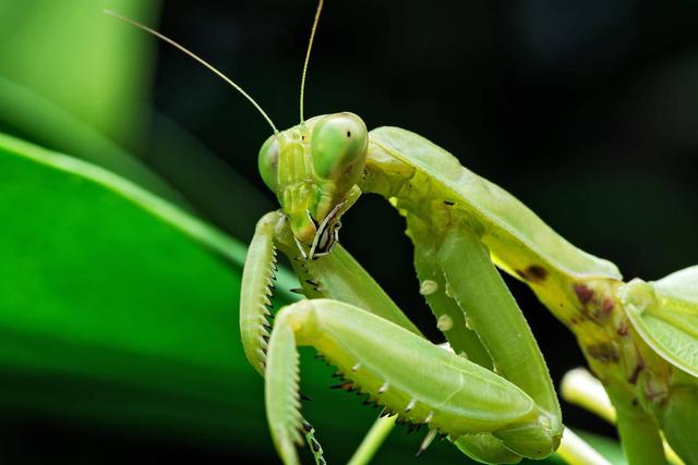 螳螂为什么吃自己配偶