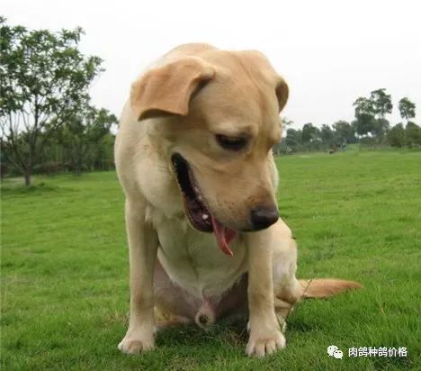 黑狼犬的优点和缺点