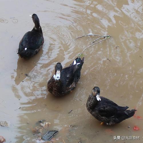 熏鸭的做法娄国民熟食