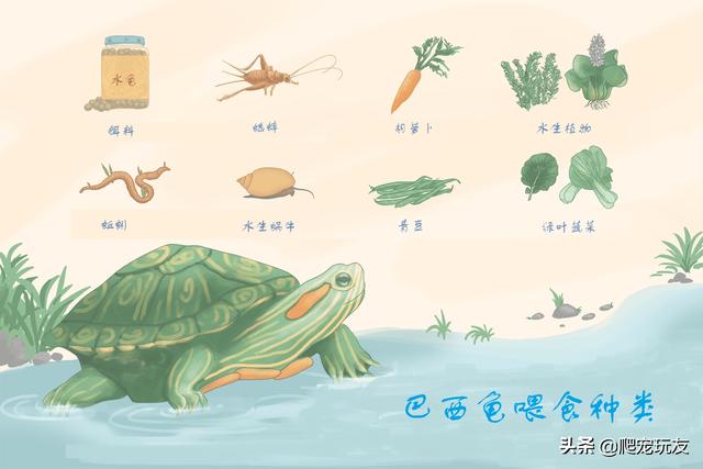 小巴西龟吃什么食物