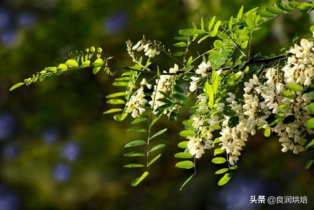 槐花怎么做好吃