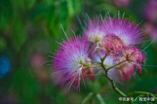 合欢花有什么功效