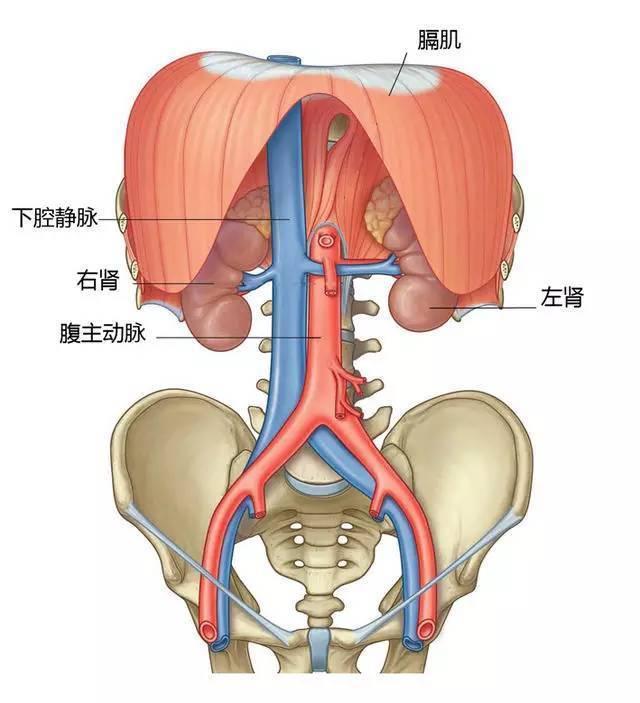 谁偷走了我的肾完整版