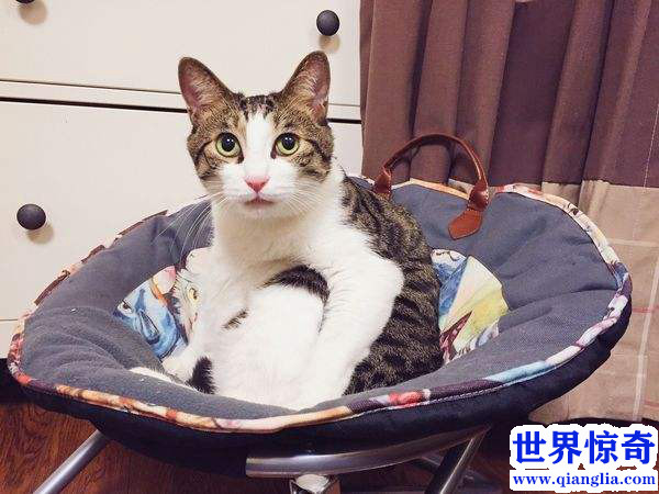 中华田园猫多少钱一只