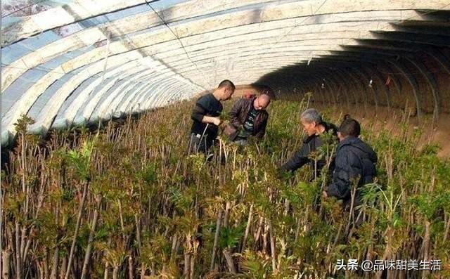 现在种植什么最赚钱