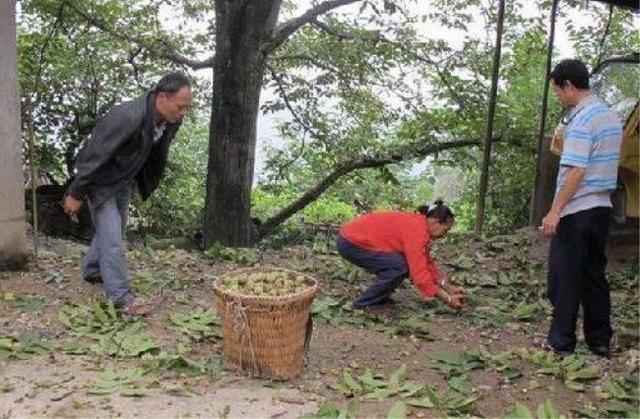 桐油多少钱一斤