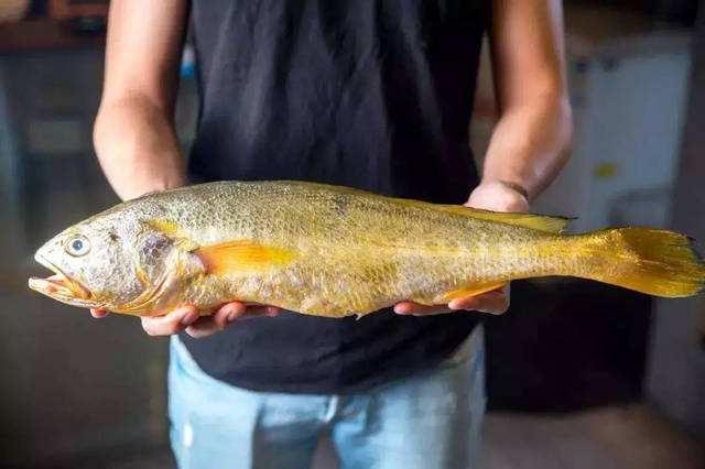 野生大黄鱼多少钱一斤