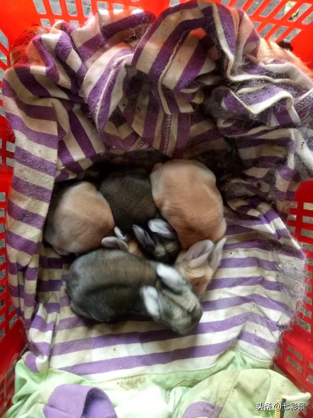出生1天的兔子怎么养