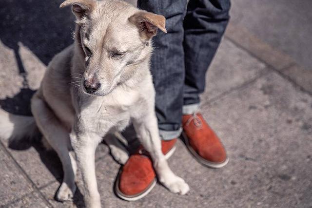 狂犬病为什么会学狗叫