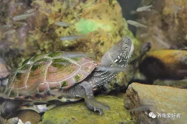 草龟怎么养更有灵性？