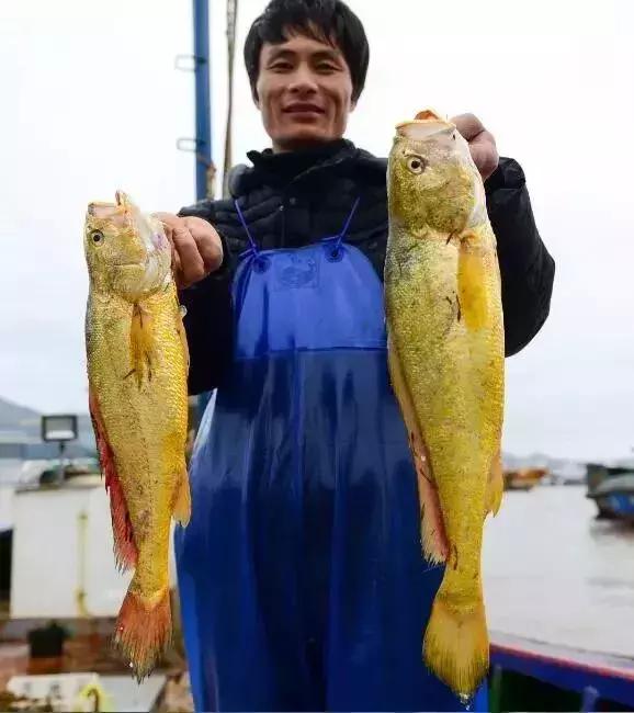 两条鱼卖出3000多元高价