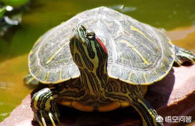 巴西龟为什么不能养