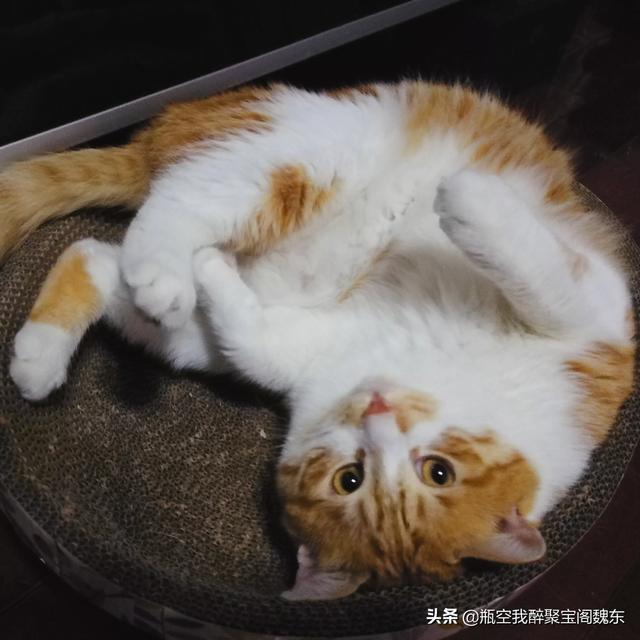 喜欢猫的男生性格怎样