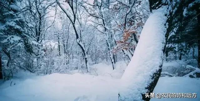 千树万树梨花开是什么季节