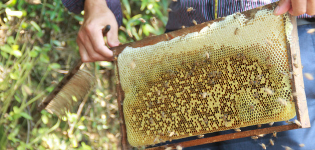 蜜蜂的养殖方法（蜜蜂怎样养）