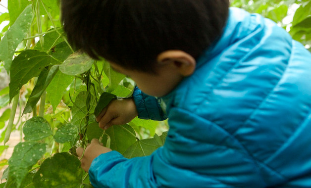 奶牛应该如何饲养（奶牛家庭养殖方法）