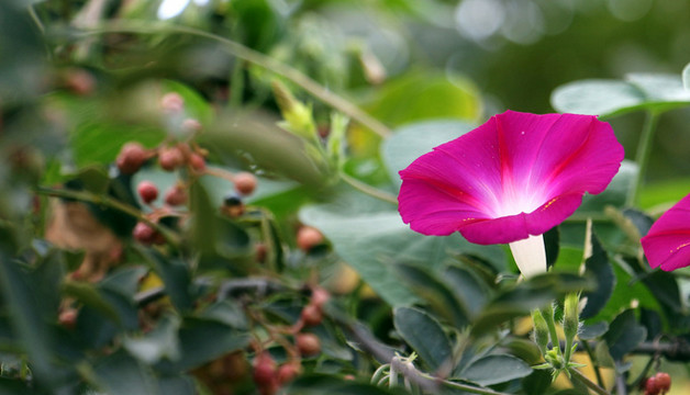 怎样种植芋头（芋头的种植方法与管理）