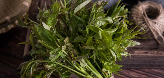 简述野生山松种植方法（野生山松种植方法）