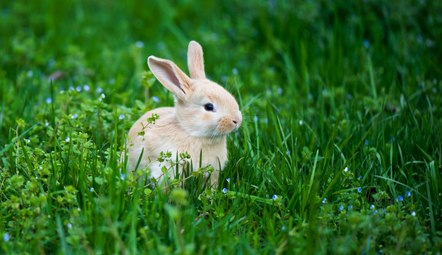一只兔子几条腿 兔子眼睛的颜色与什么有关