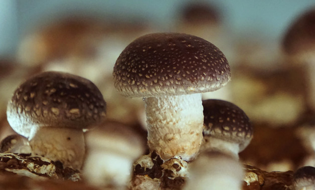 鲜松茸怎么洗