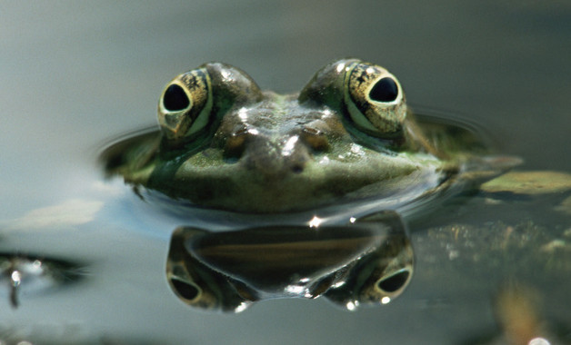 青蛙靠哪个器官呼吸