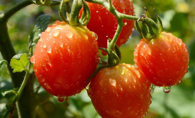 西红柿的长期储存方法