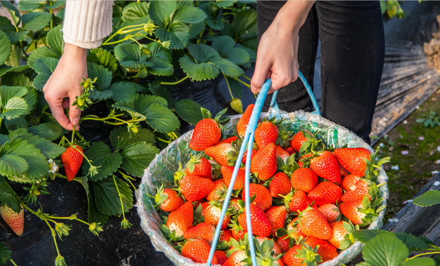 草莓怎样种植收成高