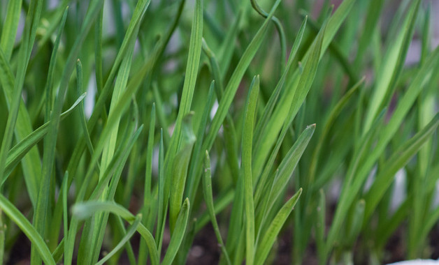 怎样养盆栽小雏菊（盆栽小雏菊怎样养）