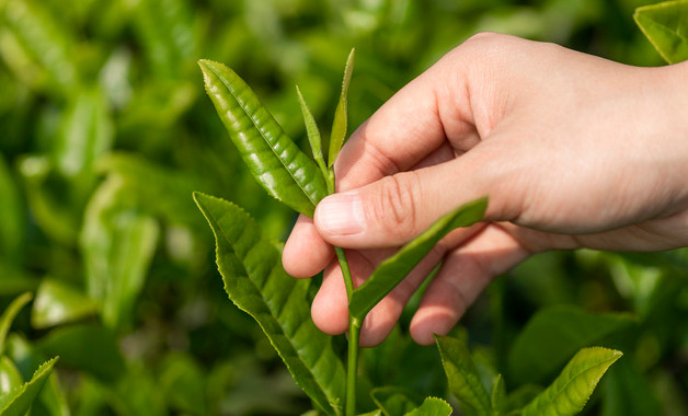 知名十大茶业品牌(企业)排行榜前10名