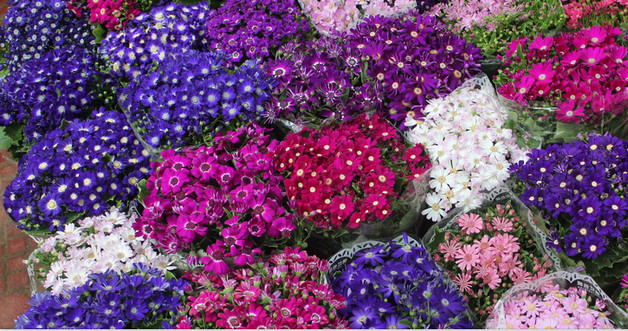 新手从花卉市场买的花如何养活