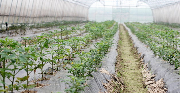 石斛怎样种植（石斛种植方法）