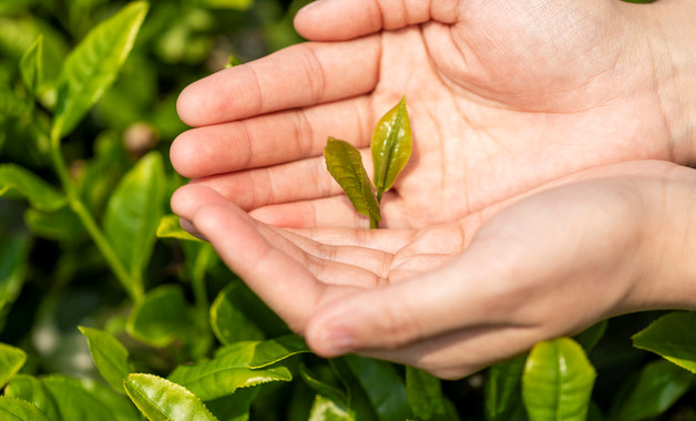 普洱茶怎样冲泡（教你生普洱茶的冲泡方法技巧）