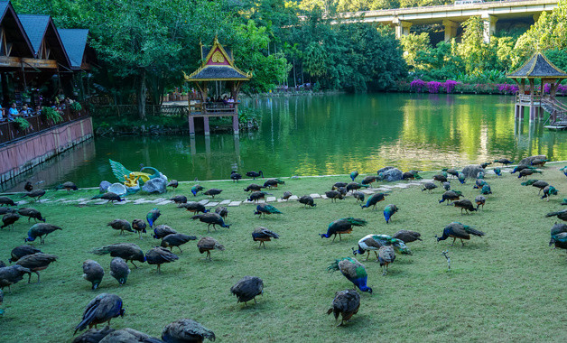 广东万年青怎样越冬呢（广东万年青水培养殖方法和注意事项）