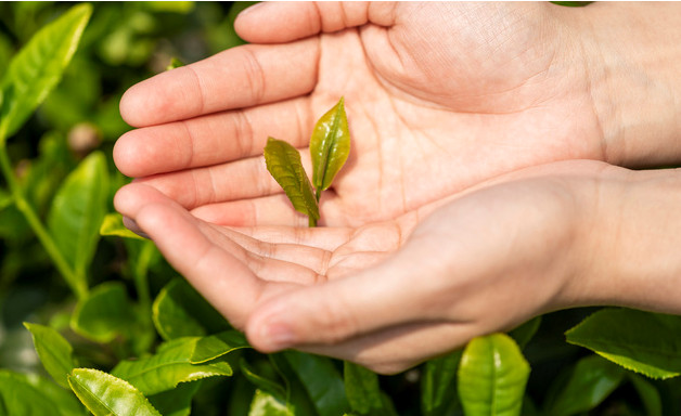 如何养好茶花（茶花的养植方法）