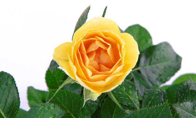 如何保存鲜花（鲜花怎样储存）