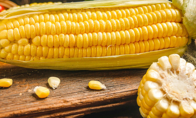 农单113玉米种的特征