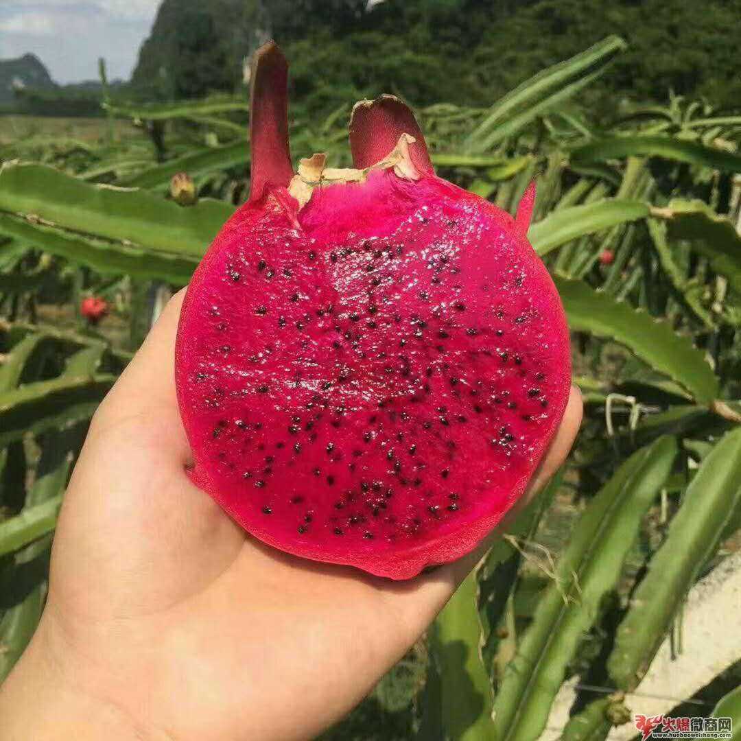果园直发 基地产地直发 水果微商一手货源 一件代发 果园直发 基地产地直发 水果微商一手货源 一件代发